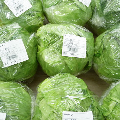 キャベツ